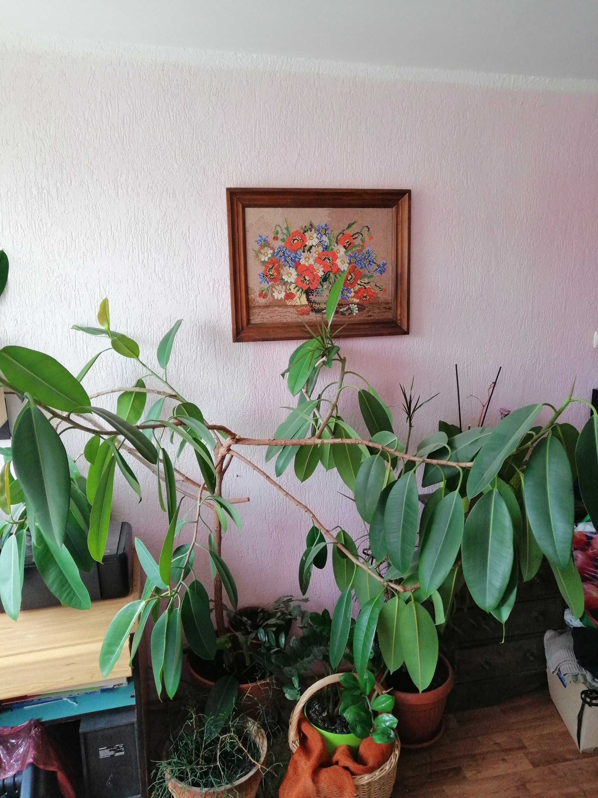 Sprzedam Fikusa wieloletniego