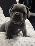 Buldog Francuski Blue samiec