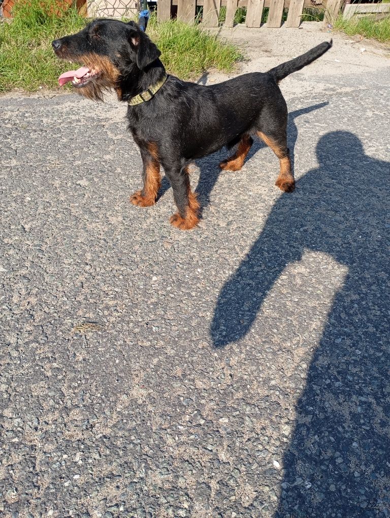 Niemiecki terier myśliwski jagdterier