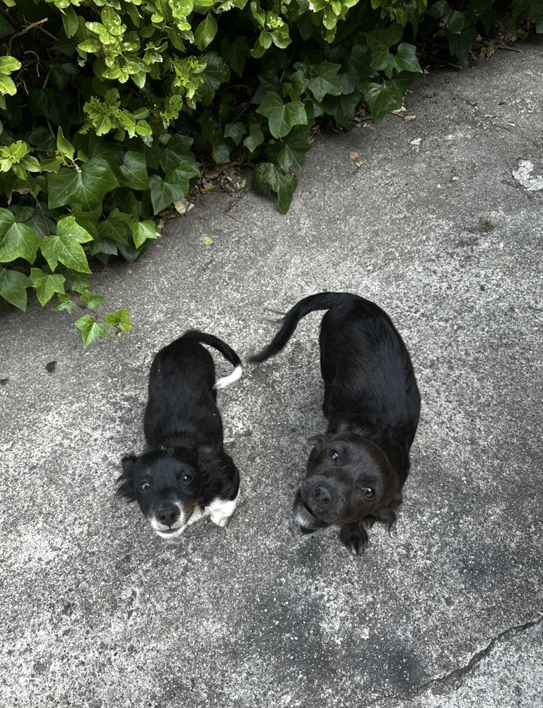 Cães para adoção responsável