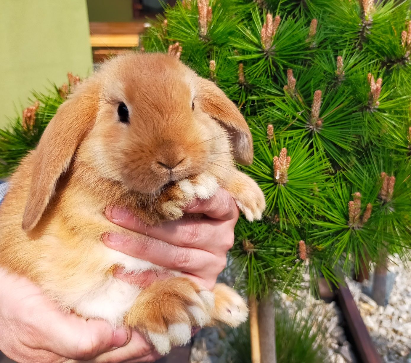 Mini lop królik młody baranek