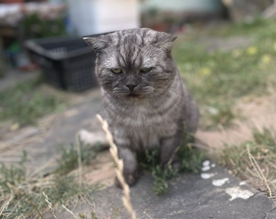 Котики британцы бездомные