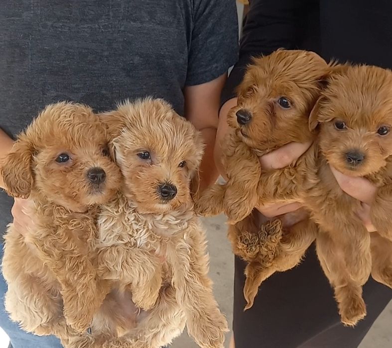 Щенки мальтипу ф1, ф2.