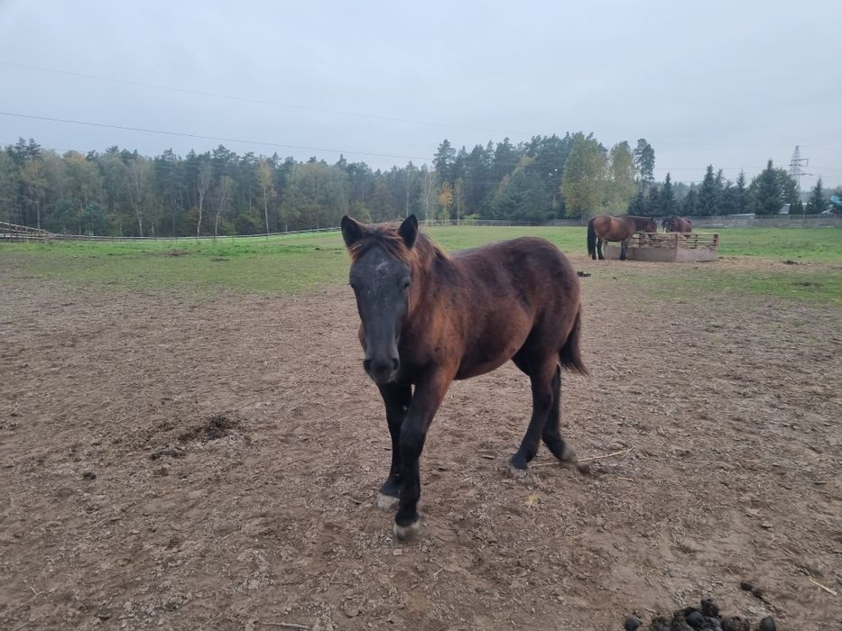 Źrebaki, koń zimnokrwisty,