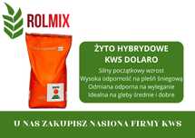 Żyto hybrydowe KWS Dolaro – zrównoważona odmiana o wysokiej jakości