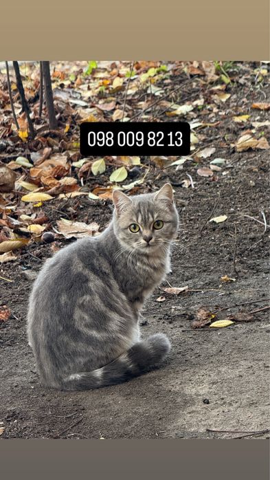 Кошеня в добрі руки