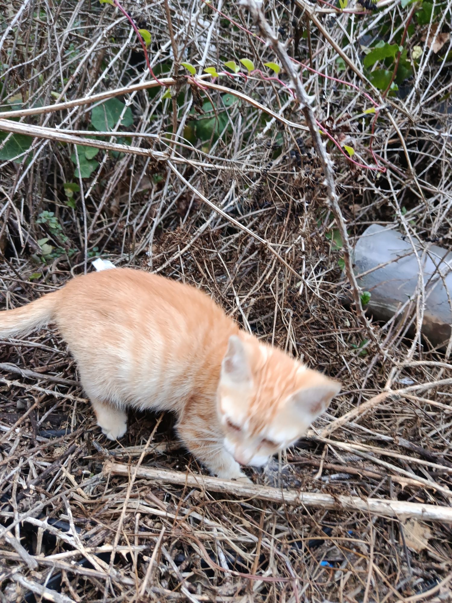 Gatinho em zona de risco