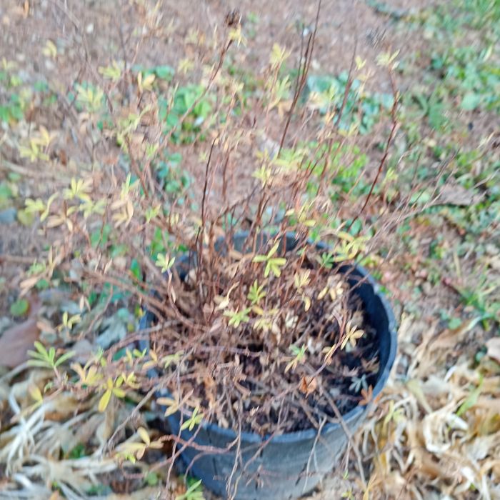 Кущі квітів перстач прямостоячий жовтий