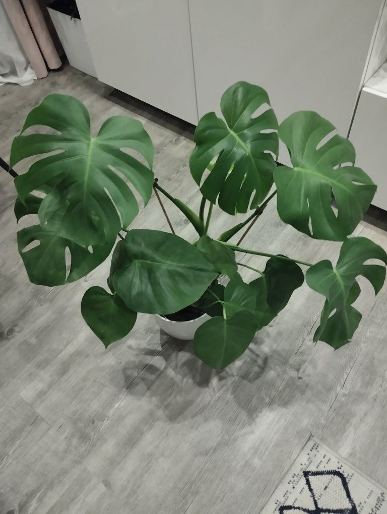 Kwiat Monstera zdrowa