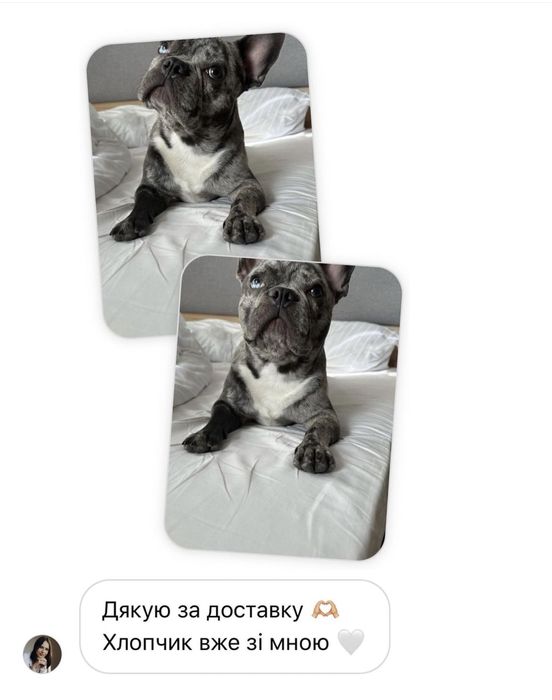 Міжнародне перевезення тварин