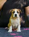 Amercian Staffordshire Terrier sunia