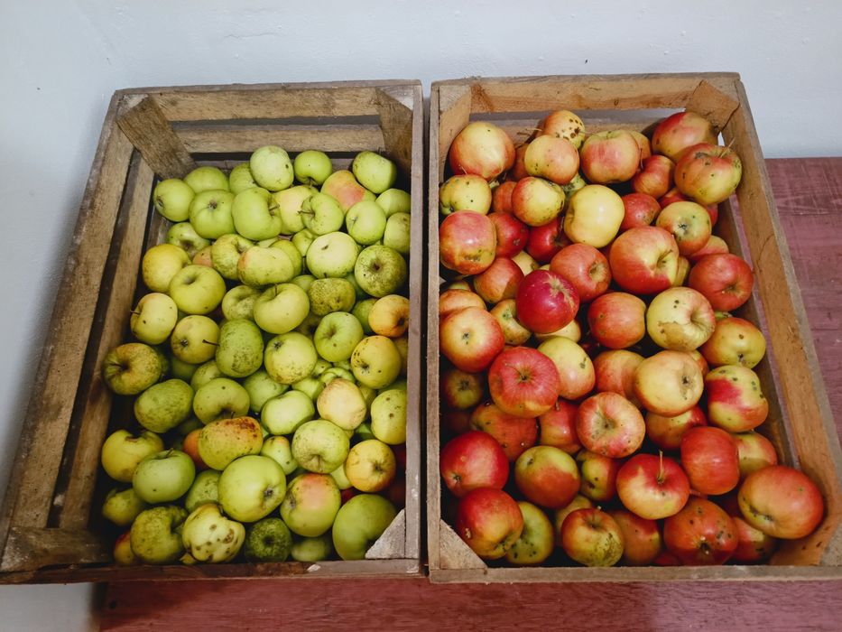 Jabłka ekologiczne, 15kg