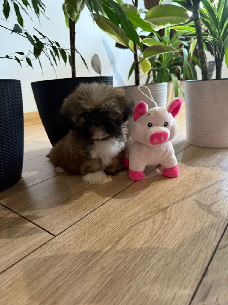 Shih tzu brazowa suczka