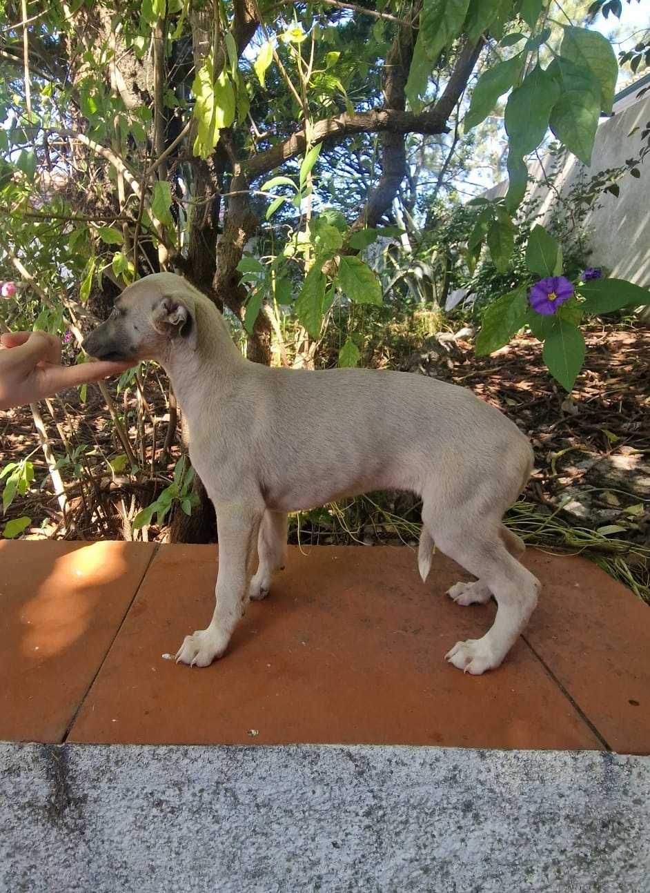 Galguinho/a Whippet Isabell.