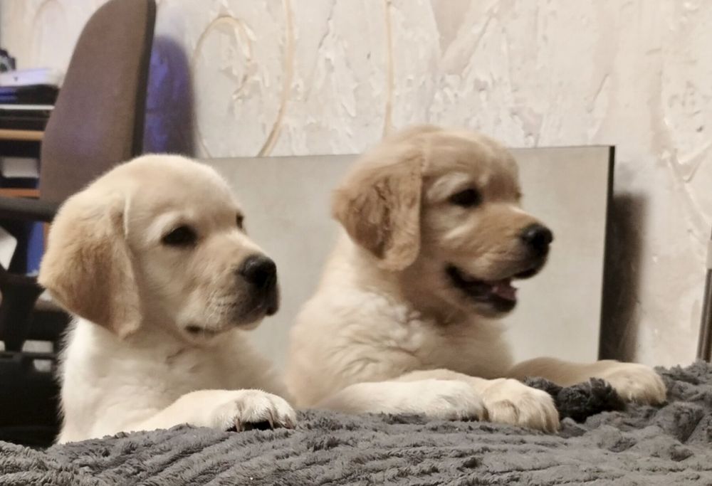 Цуценята лабрадор