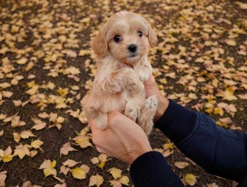 Мини мальтипу Ф - 1. Карамельная девочка. Бэби фейс.