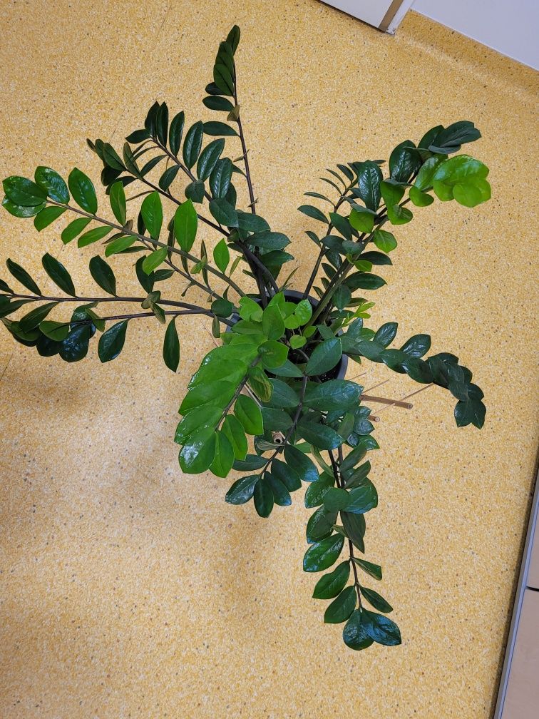 Zamiokulkas zamiolistny 70cm wysoki 90cm z doniczką