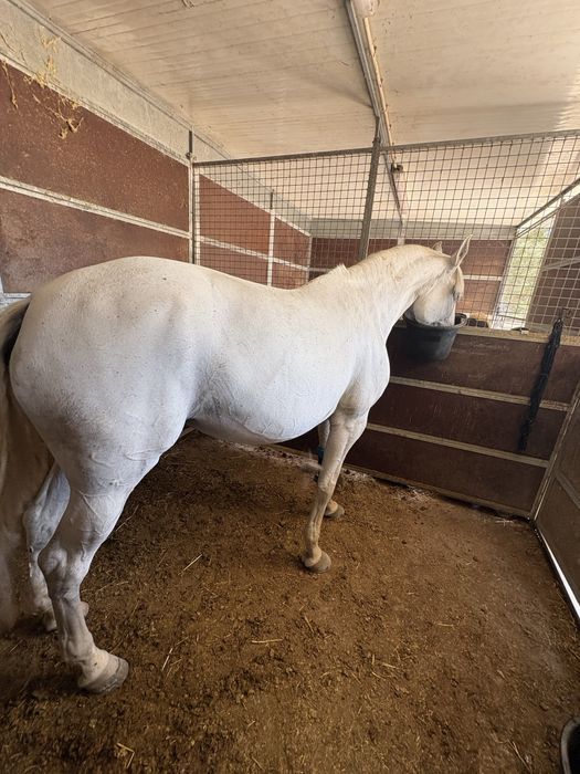 Égua PSL filha do Zorba