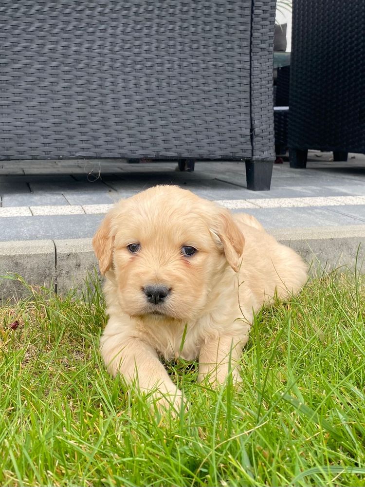 Golden retriever- suczka