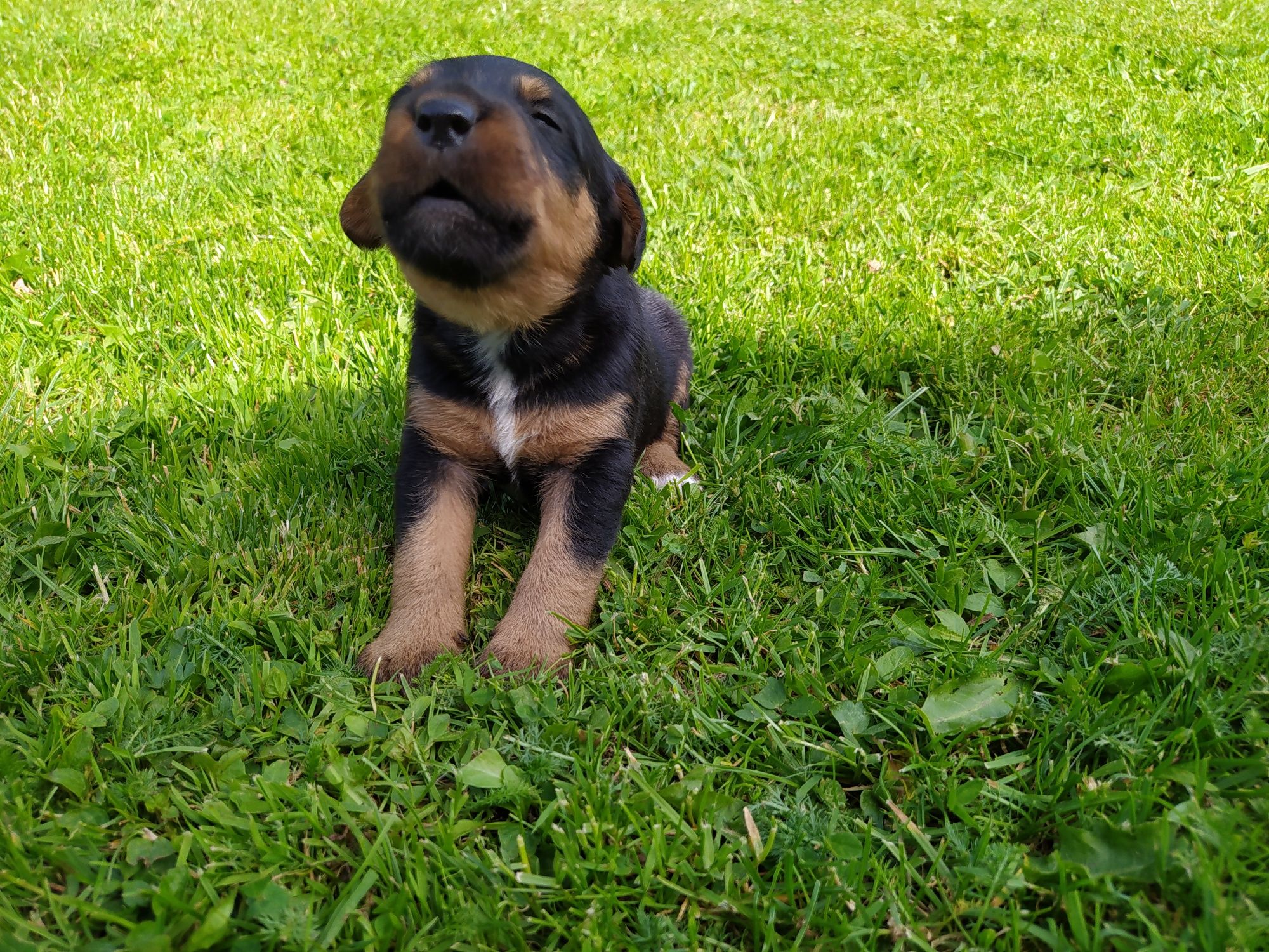 Terrier Niemiecki oddam w dobre ręce