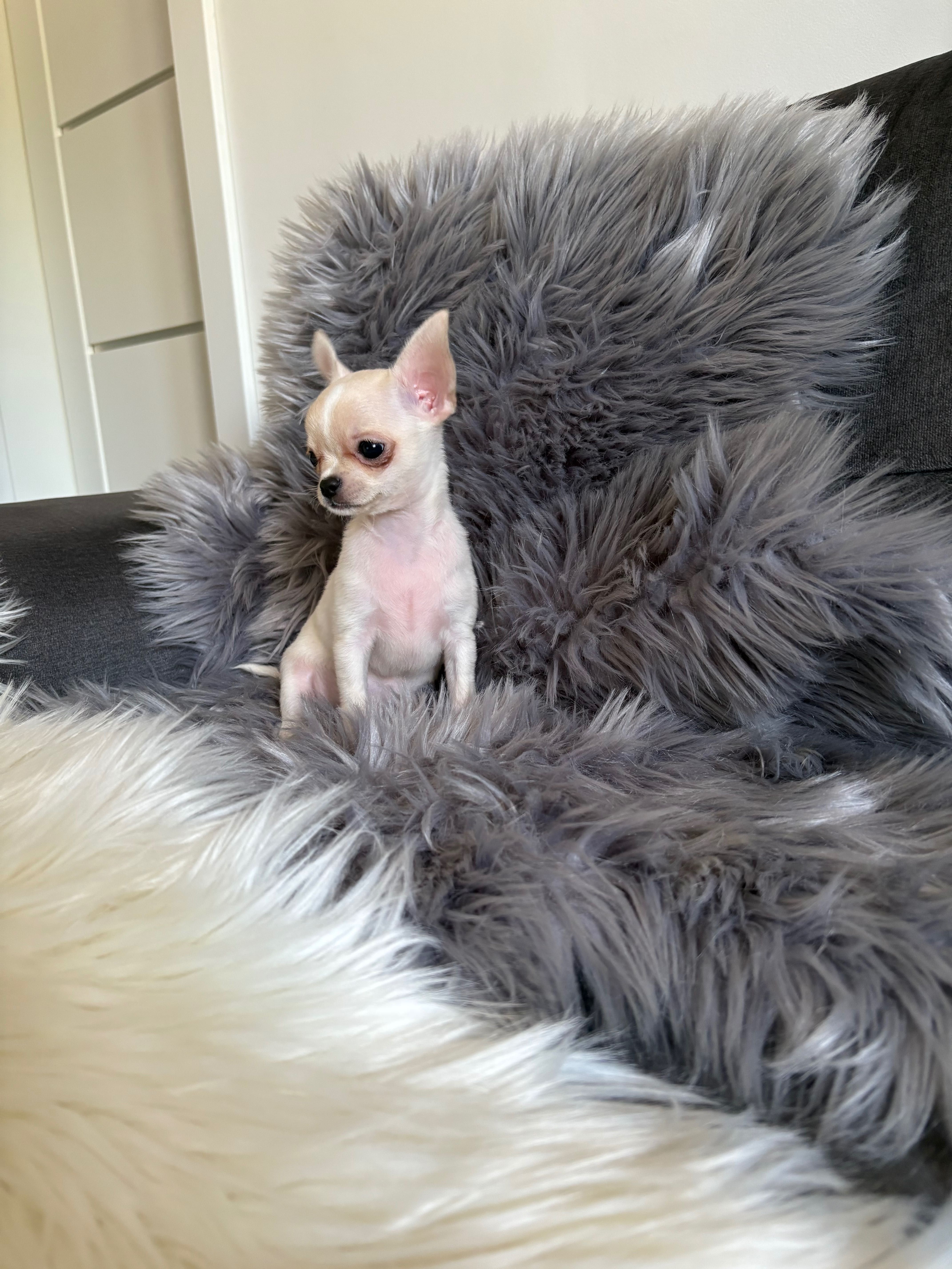 Chihuahua, mini piesek