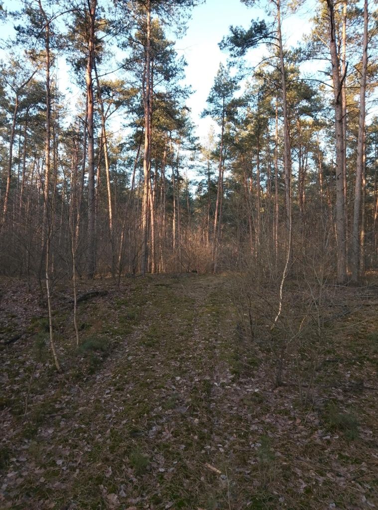 Sprzedam las iglasty, 1.11ha , ok 60 letni