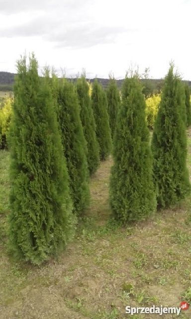 Tuja szmaragd tuje thuja smaragd szmaragdowa