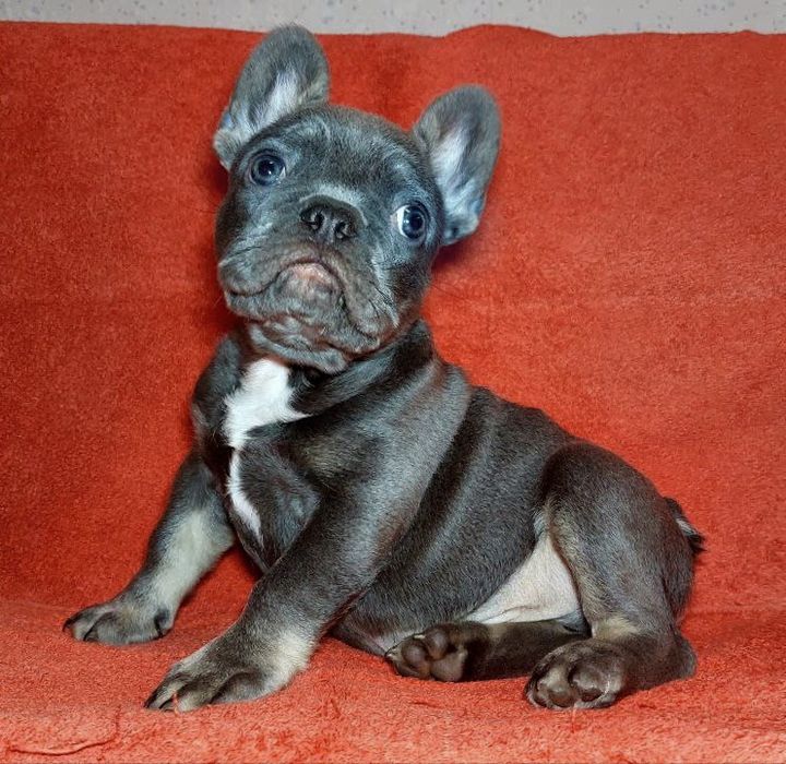 Розкішний красень французик