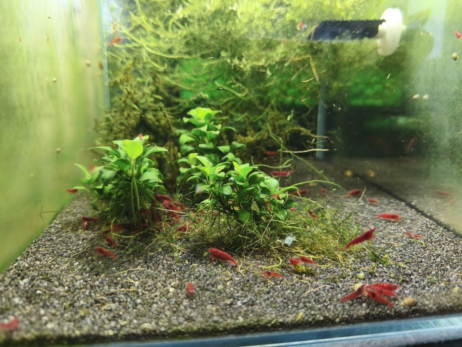 Krewetki bloody mary neocaridina