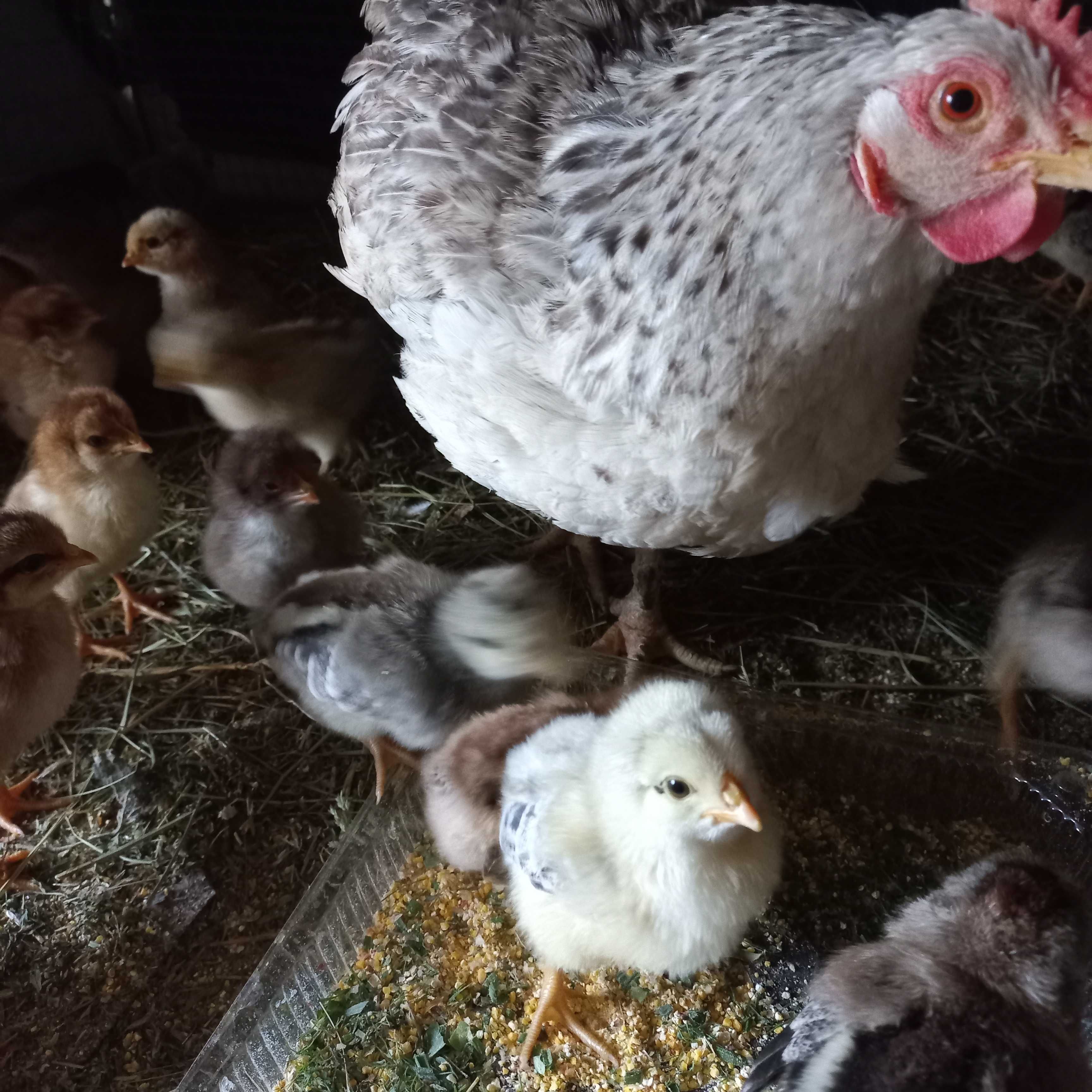 Курячі яйця на інкубацію