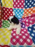Suczka Shih-tzu jak na foto