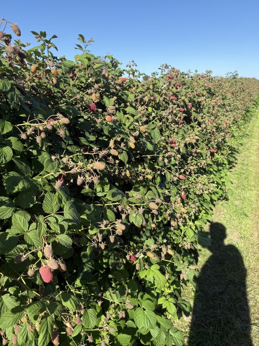 Sadzonki maliny letniej PRZECHYBA, PRZEHYBA / Wysyłka