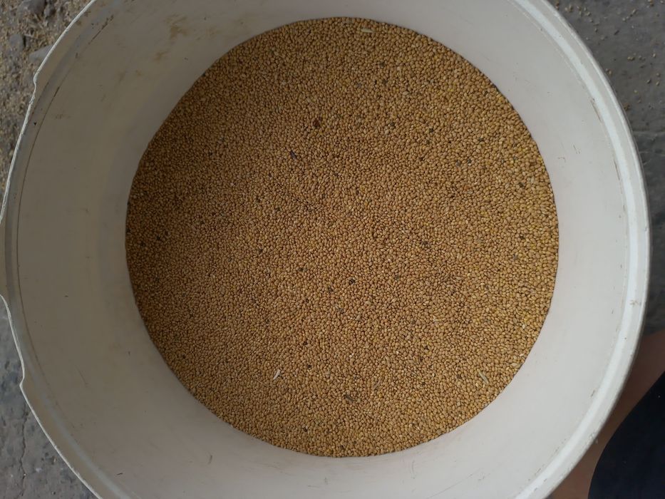 Proso czerwone i gierczyckie