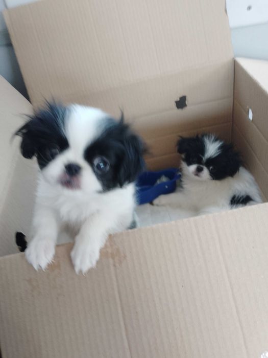 Цуценятка Японського хіна