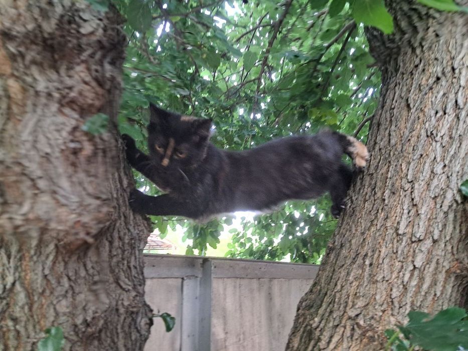 Кошенята в добрі руки