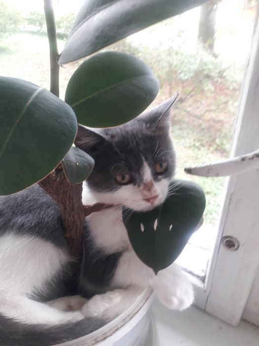 Мила кішечка шукає добрий дім