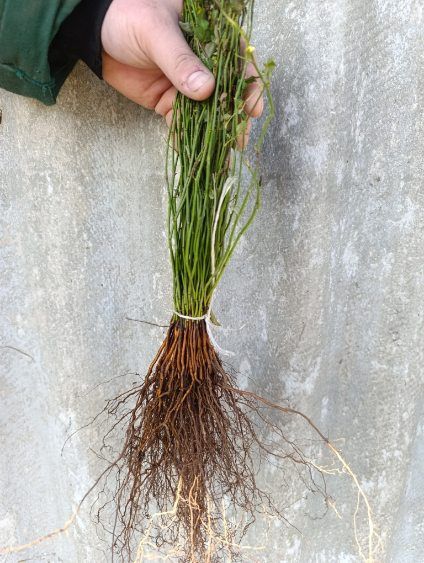 Podkładka róż Multiflora Erecta