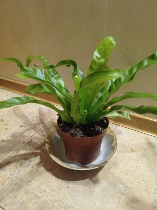 Папоротник Асплениум.