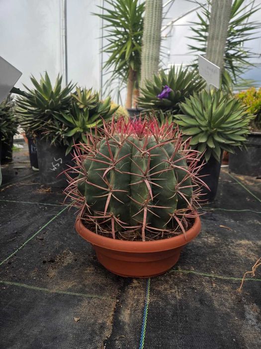 Ferocactus stainesii – kaktus baryłkowaty