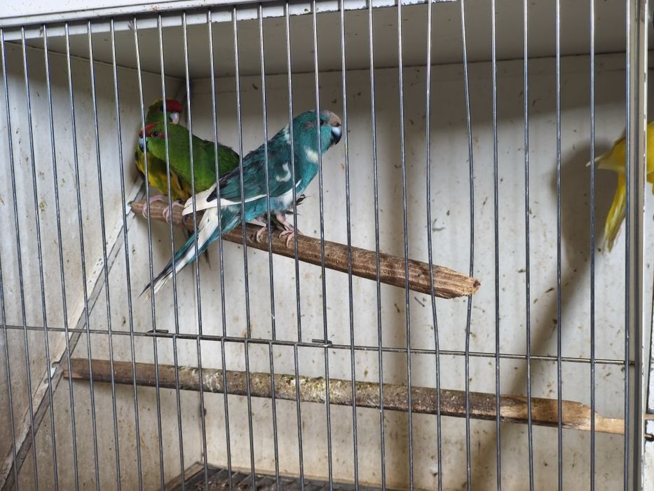 Kakarikis e caturras...