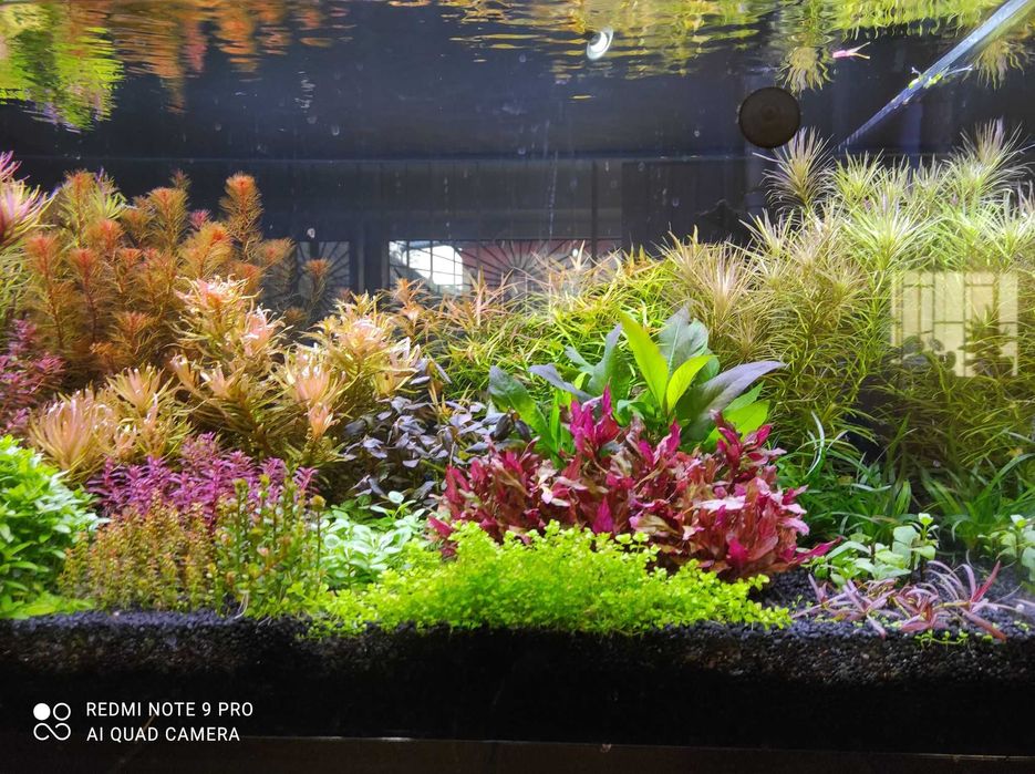 Hygrophila bold na 2 plan. Hodowla podwodna. Gratisy .
