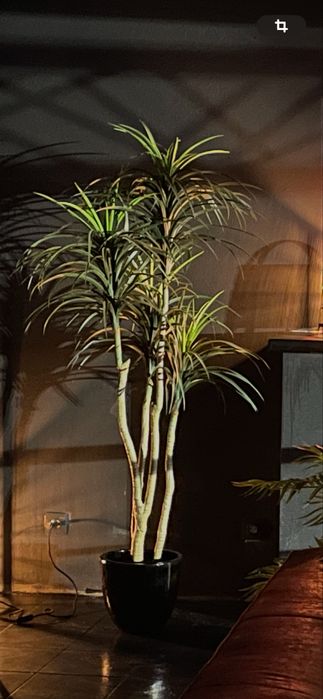 Planta Artificial Decorativa – Dracaena Marginata