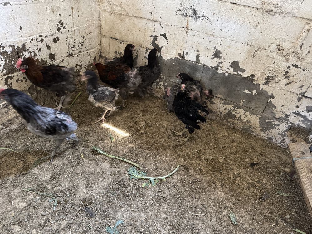 Leghorn isabella, marans olive egg