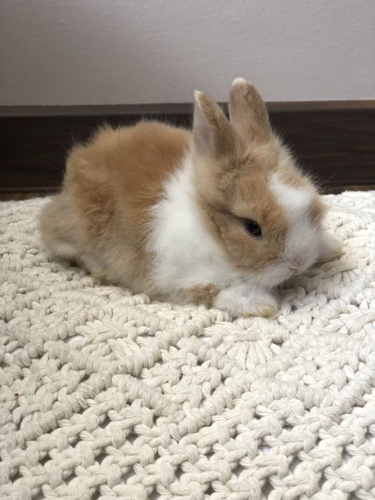 Króliczek Teddy karzełek najmniejszy miniaturka