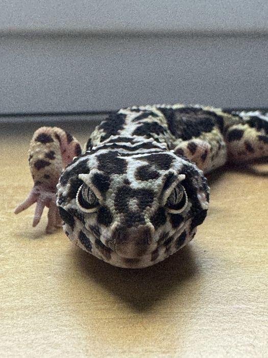 Gekon lamparci Mack Snow Bold Bandit Stripe