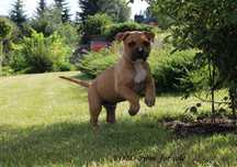 amstaff szczeniak