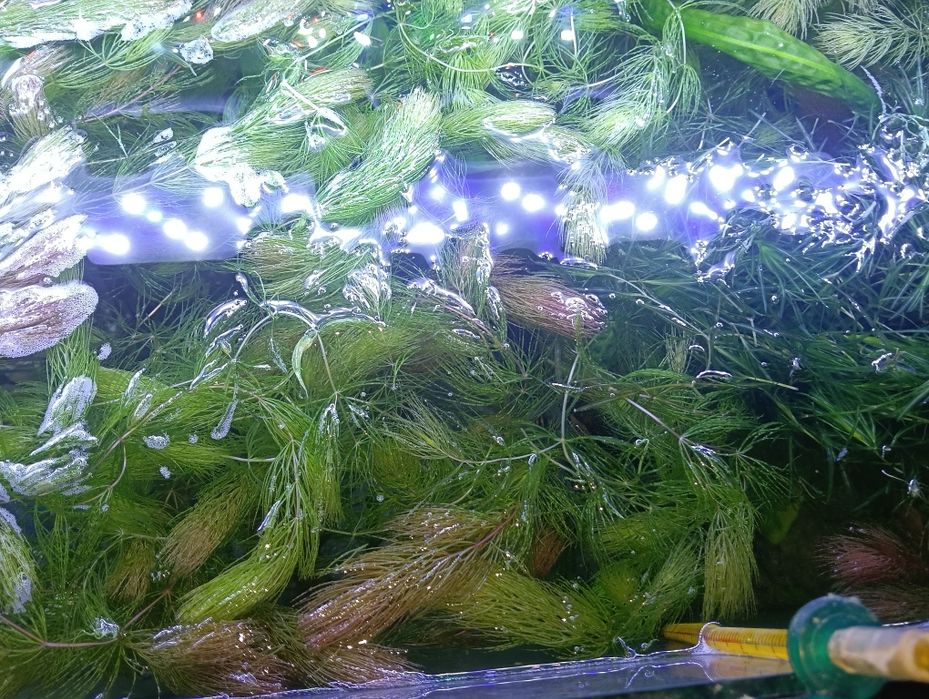 Rogatek roślina akwariowa