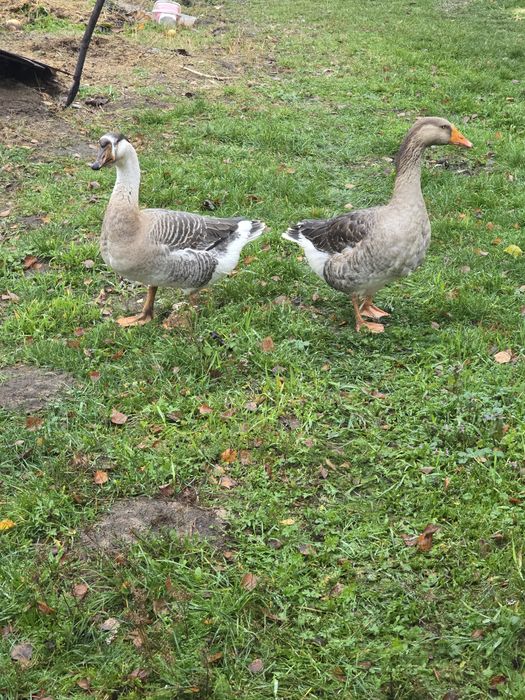 Eko gęsi bardzo ładne