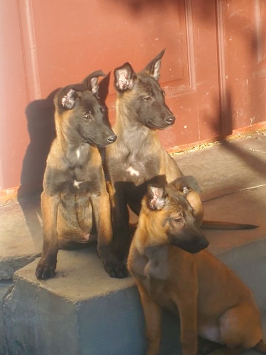 Бельгійські вівчарки