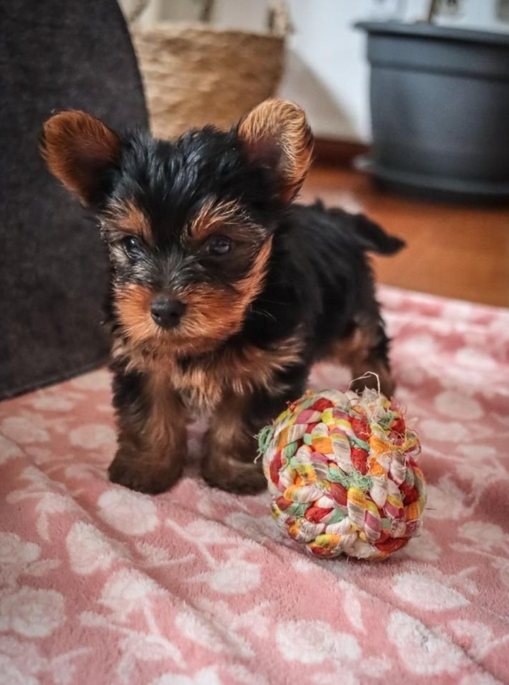 Cachorro Yorkshire Terrier